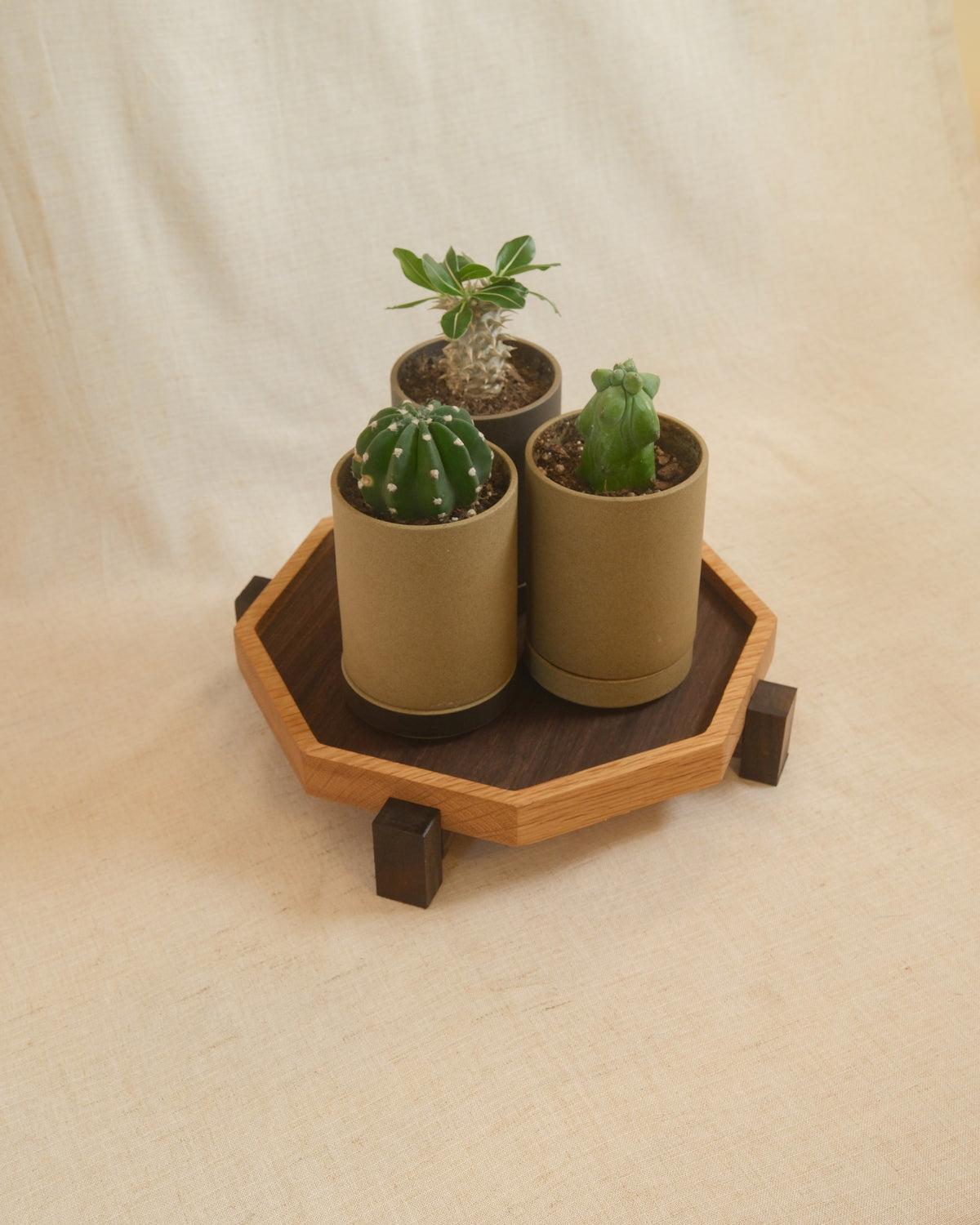A Zen Tray with potted cacti on linen